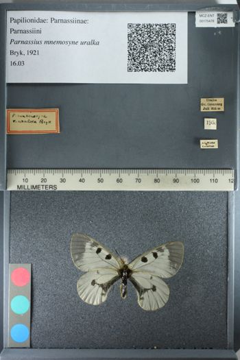 Media type: image;   Entomology 175478